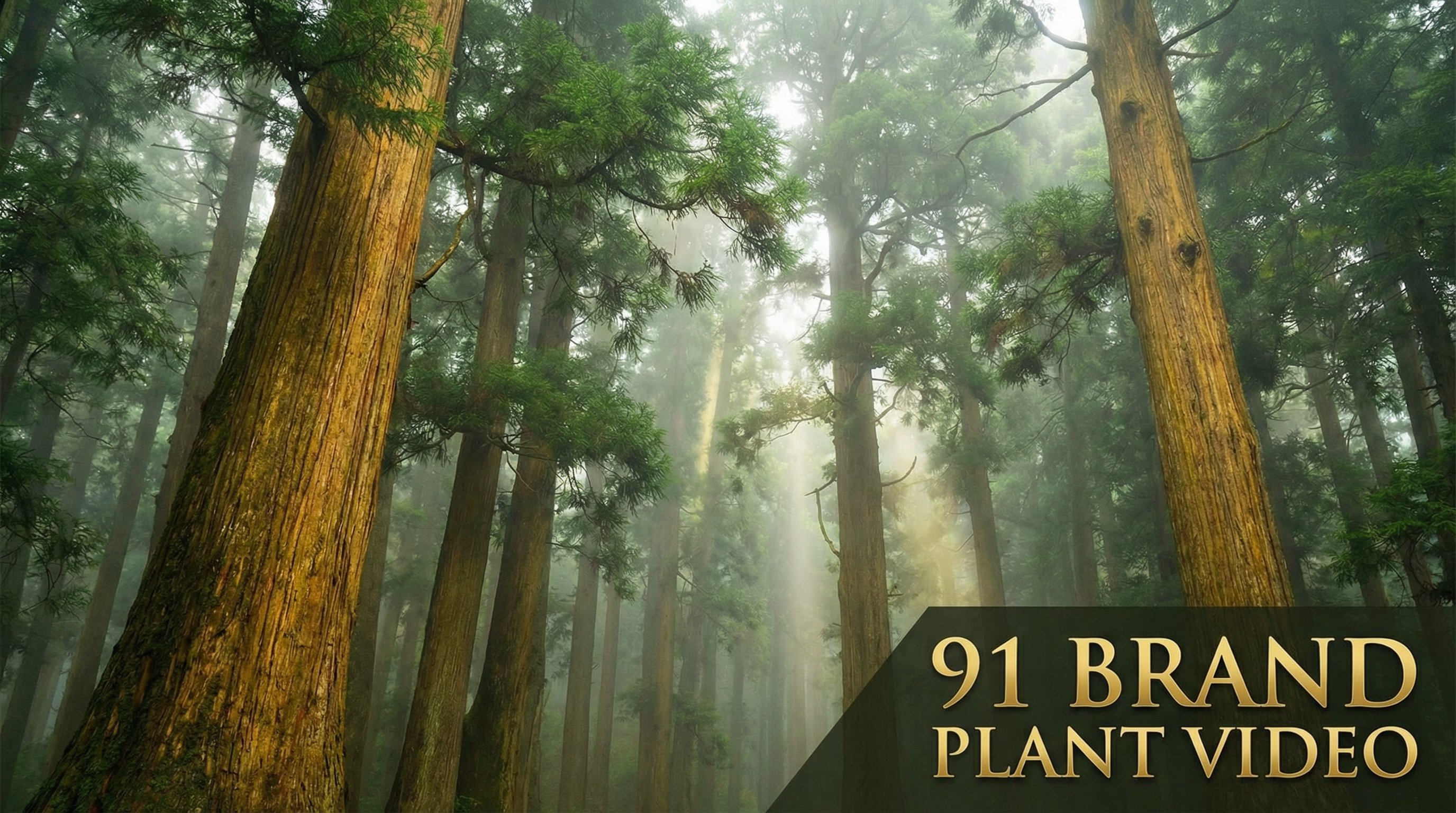 蘑菇视频植物视频